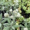 Anaphalis triplinervis Silberregen