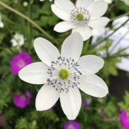 Fleurs blanche de l'Anemone leveillei