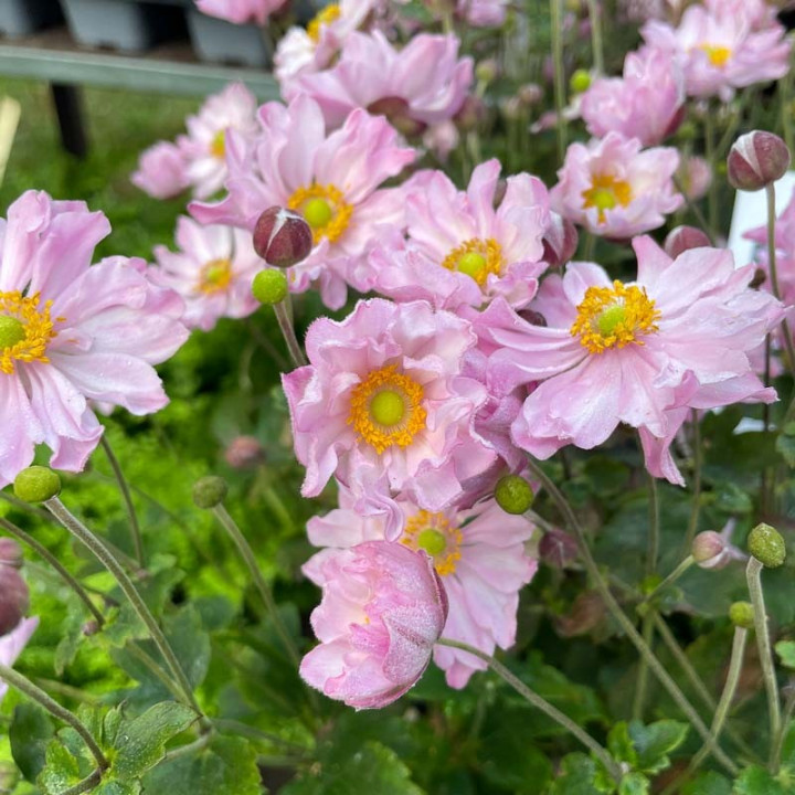Anemone hybrida Fantasy Pocahontas en pleine floraison