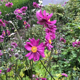 Floraison de l'Anemone Prinz Heinrich