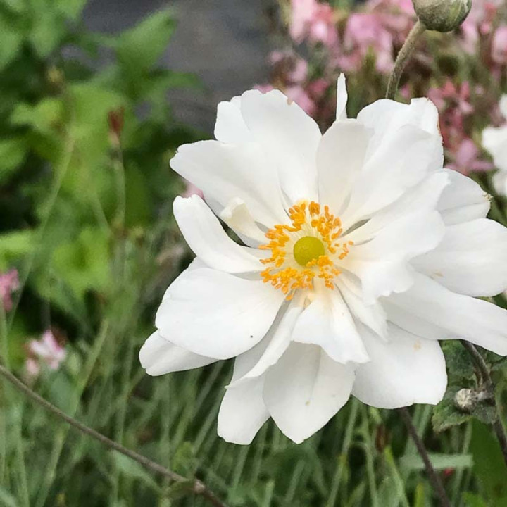 Étamines dorées au cœur de la fleur semi-double de l'anémone Whirlwind