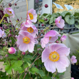 Anemone x hybrida September Charm en fleurs