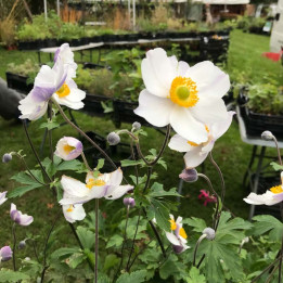 Anemone Wild Swan