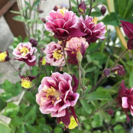 Aquilegia Winky Double Red-White