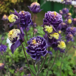 Aquilegia Winky double Blue and White