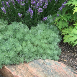 Artemisia schmidtiana Nana