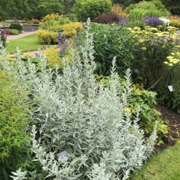 Artemisia ludoviciana Valerie finnis
