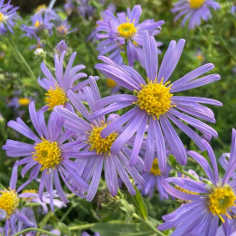 Aster amellus King George