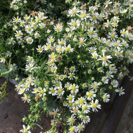 Aster ericoides f. prostratus Snow flurry