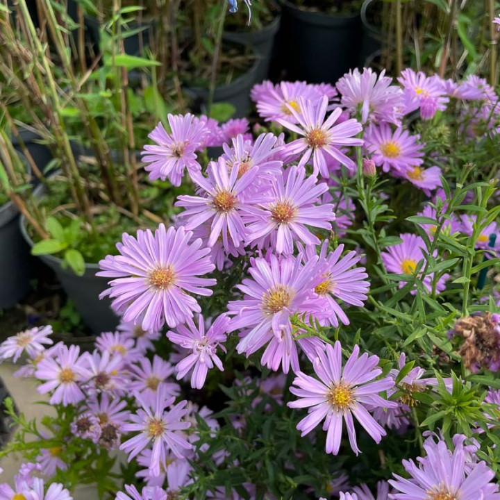 Fleurs roses de l'Aster dumosus Herbstgruss vom Bresserhof