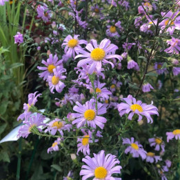 Aster laevis Glow in the Dark