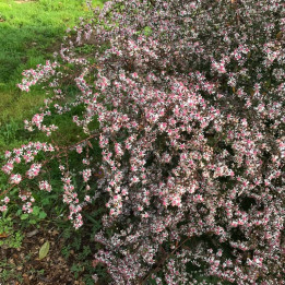 Aster lateriflorus Lady in black en fleurs