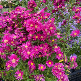 Aster novi-belgii Crimson brocade