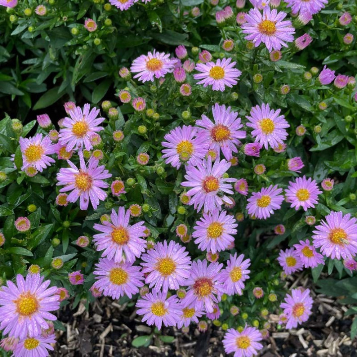 Aster dumosus Anneke
