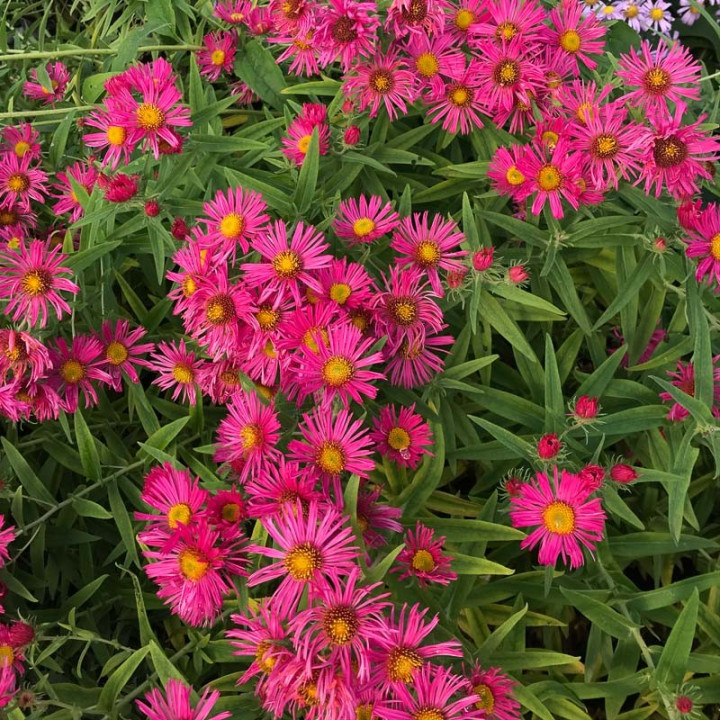 Aster novae-angliae Andeken an Alma Pötschke