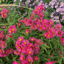 Aster novae-angliae Andeken an Alma Pötschke