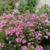 Aster novae-angliae Annabelle de Chazal