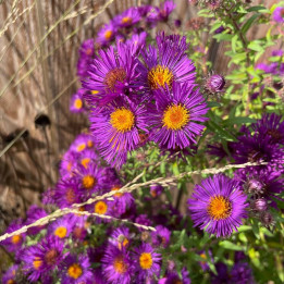 Aster novae-angliae Violetta