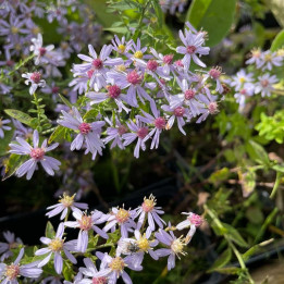 Aster cordifolius Photograph