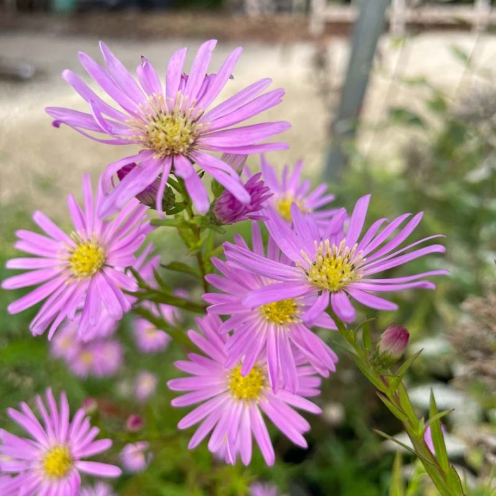 Aster x Pink star