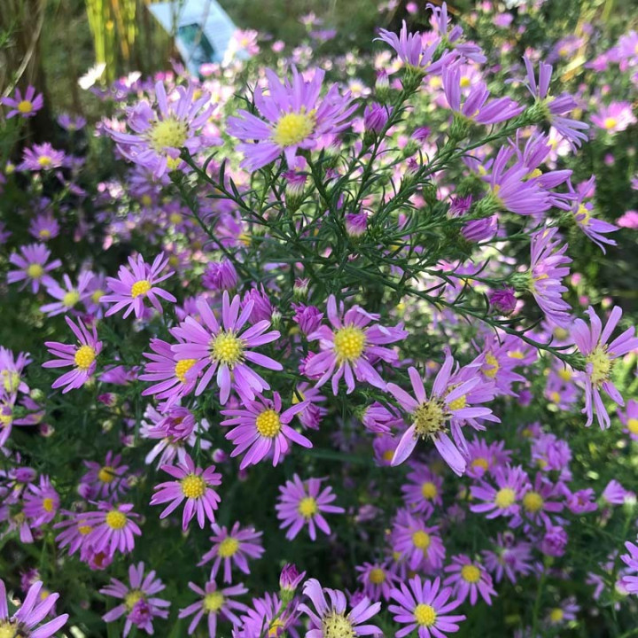 Aster x Pink star