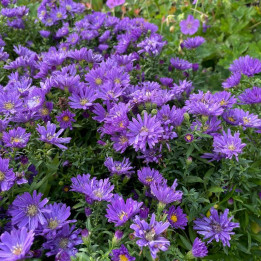 Aster dumosus Island Samoa