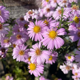 Aster novi-belgii Strawberry and cream