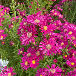 Floraison de l'Aster novi-belgii Winston S. Churchill
