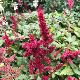 Astilbe x arendsii Fanal
