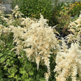 Astilbe arendsii Brautschleier