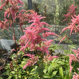 Astilbe arendsii Bressingham Beauty