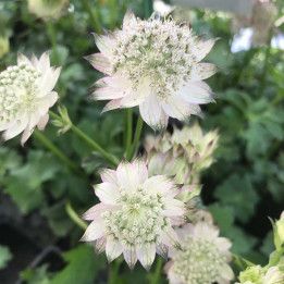Fleurs de l'Astrantia major April Love
