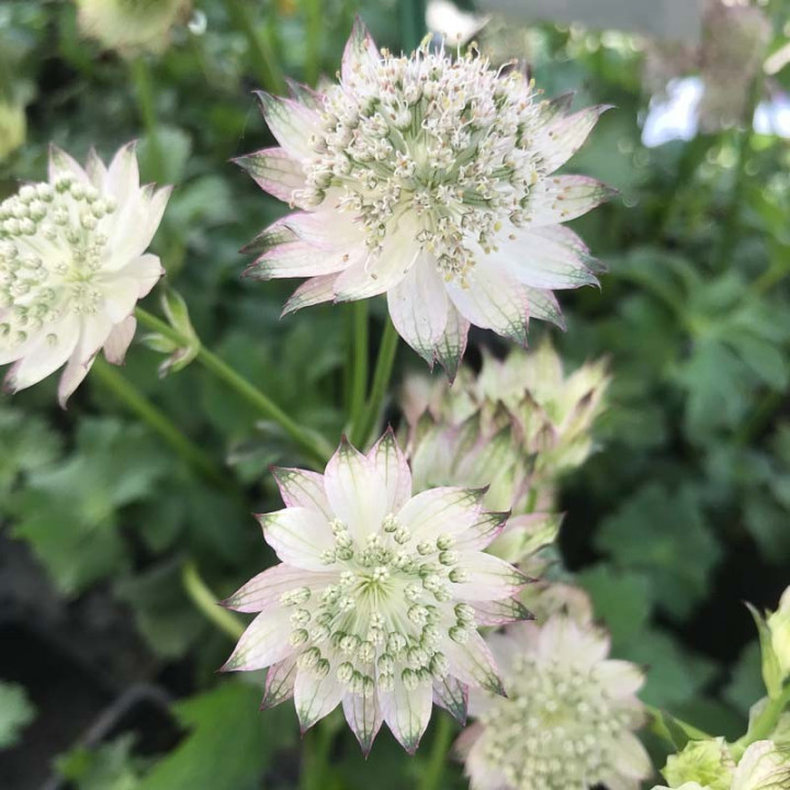 Fleurs de l'Astrantia major April Love