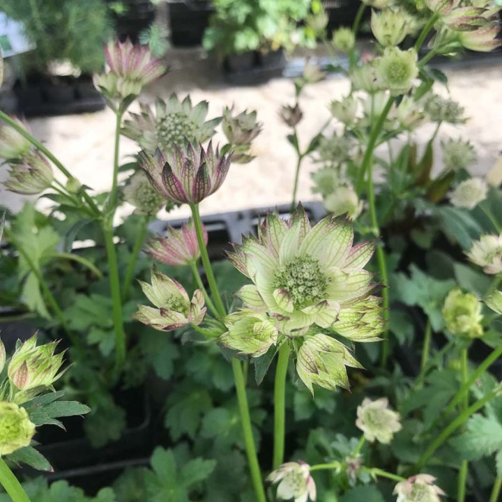 Astrantia major April Love en fleurs