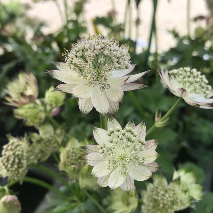 Floraison de l'Astrantia major April Love