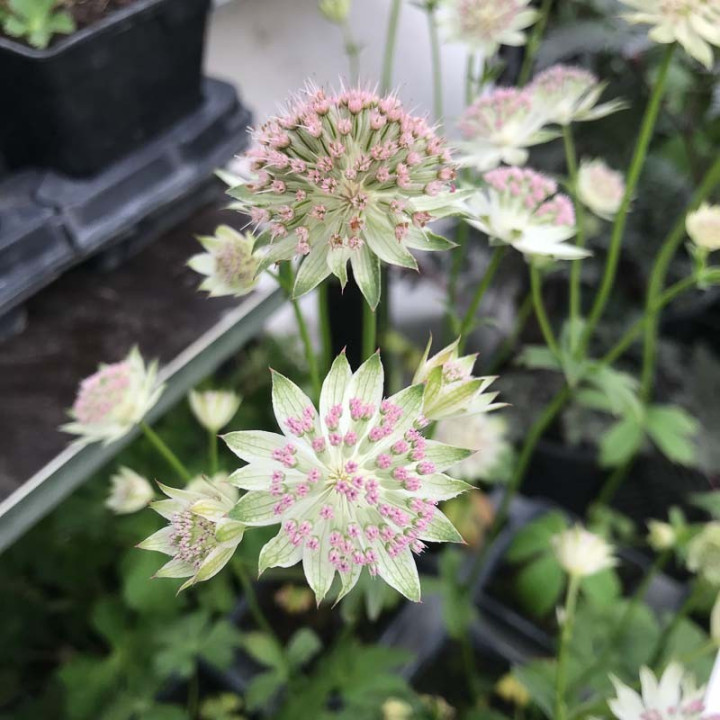Astrantia Buckland
