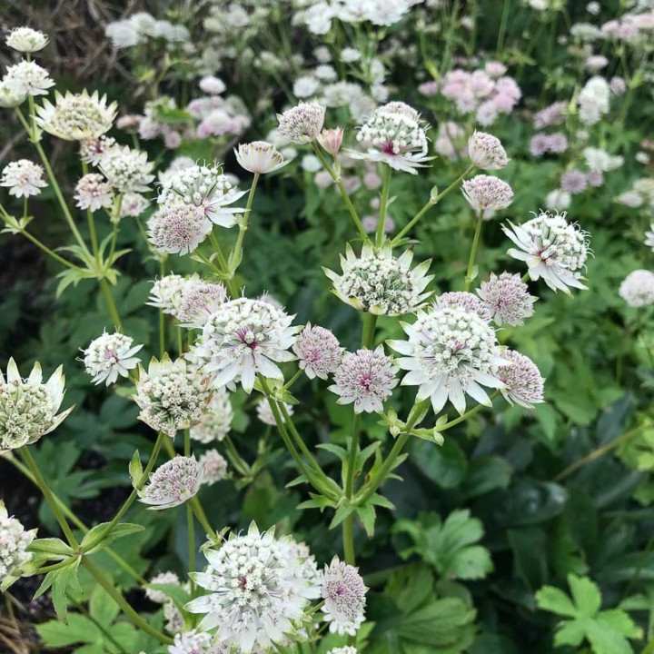 Astrantia Buckland