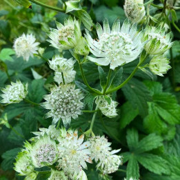 Astrantia major Madeleine