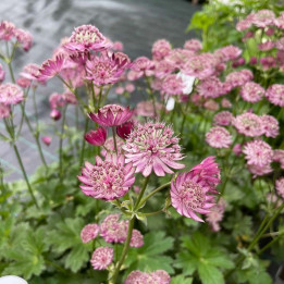 Astrantia major Midnight Olw