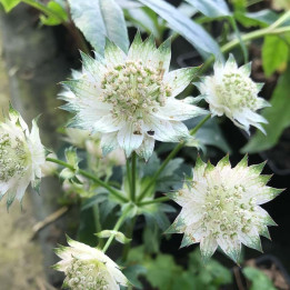 Astrantia major Shaggy