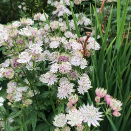 Astrantia Star of Royals
