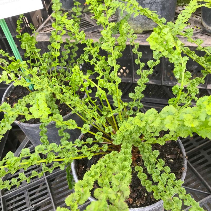 Athyrium filix femina Frizelliae