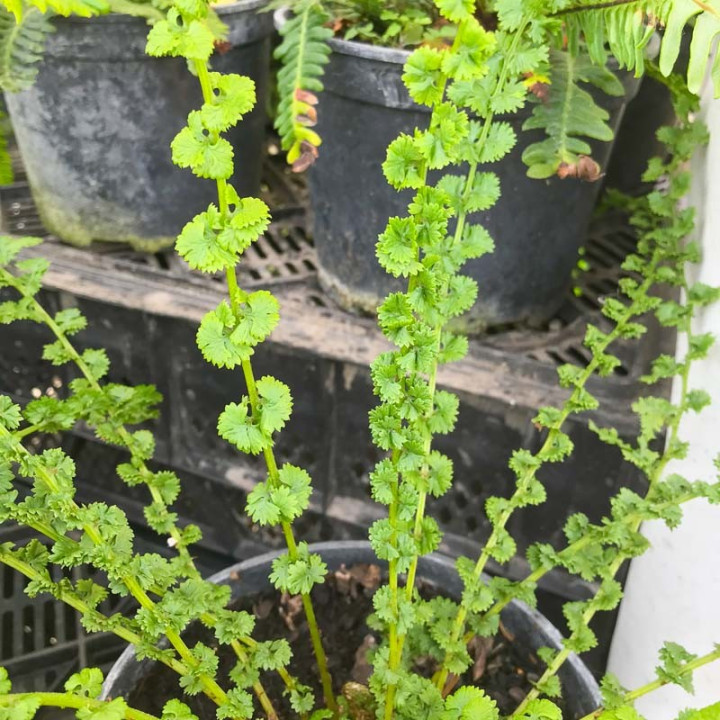 Athyrium filix femina Frizelliae