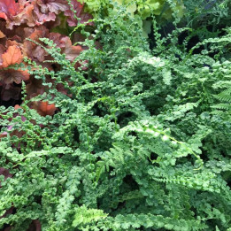 Athyrium filix femina Frizelliae