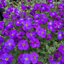 Aubrieta Cascade blue