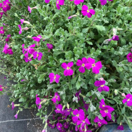 Aubrieta Cascade Red