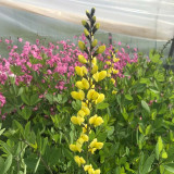 Baptisia Lemon Meringue