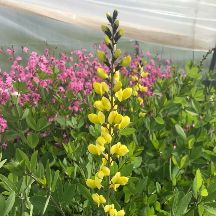 Baptisia Lemon Meringue