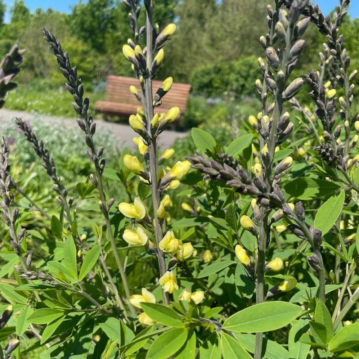 Baptisia Lemon Meringue