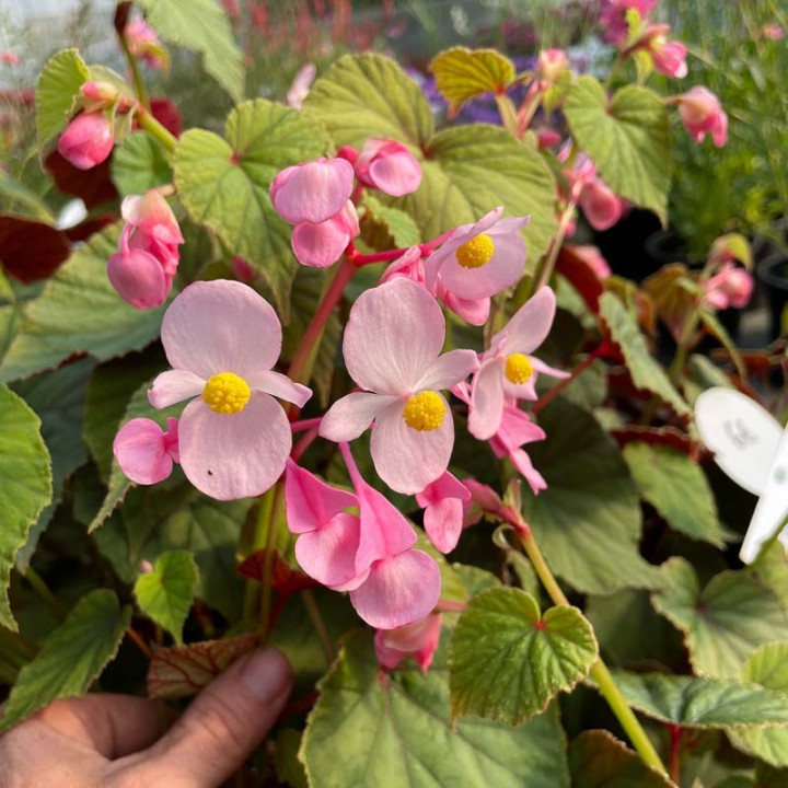 Begonia grandis evansiana
